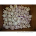 Normal White Garlic Best Quality